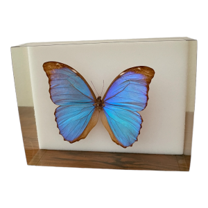 Taxinomie papillon bleu Morpho dans boite entomologiste