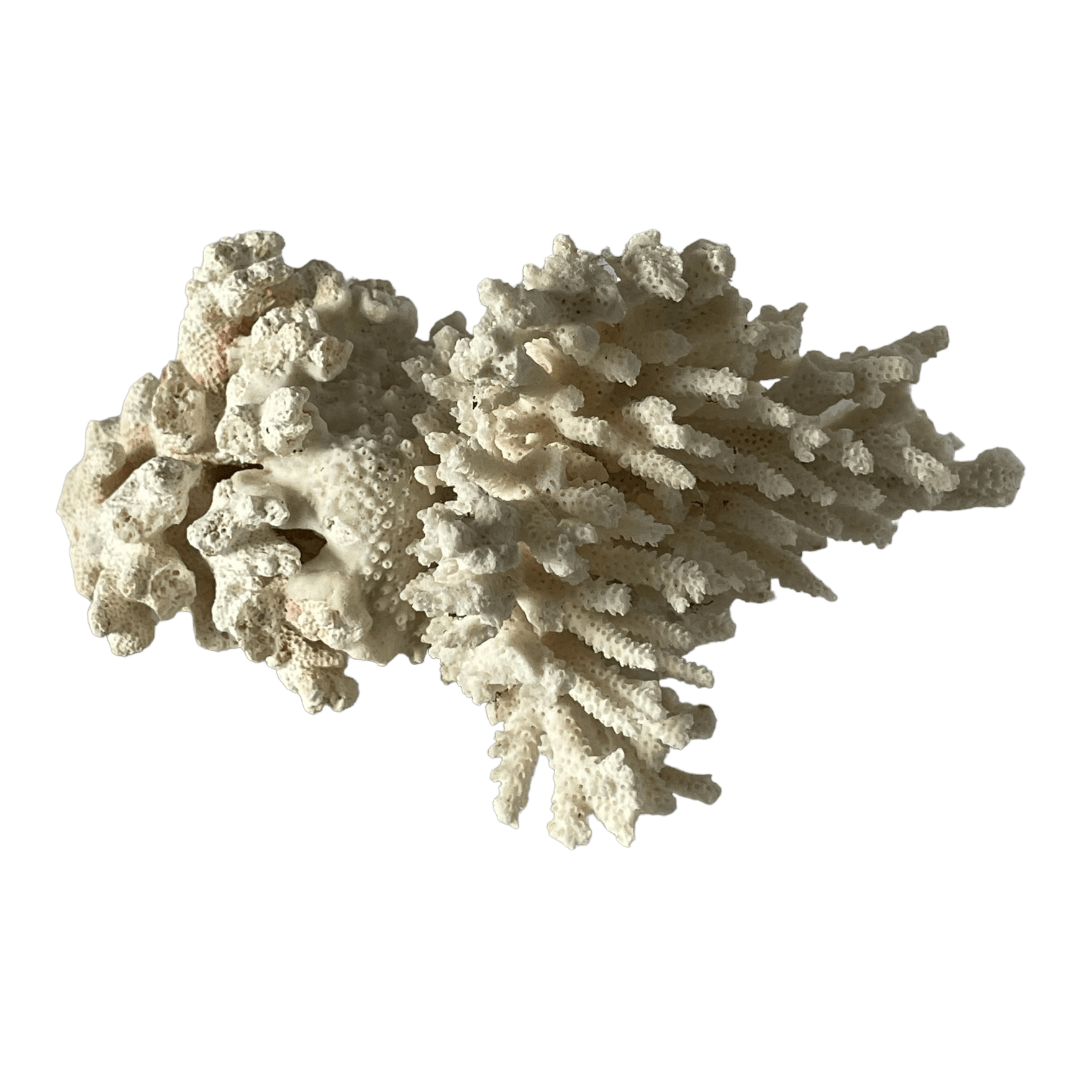 Grand morceau de corail blanc vintage – Image 9
