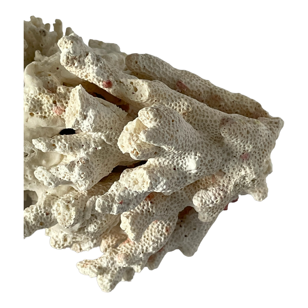 Grand morceau de corail blanc vintage – Image 8