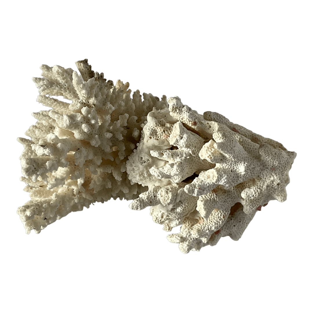 Grand morceau de corail blanc vintage – Image 7
