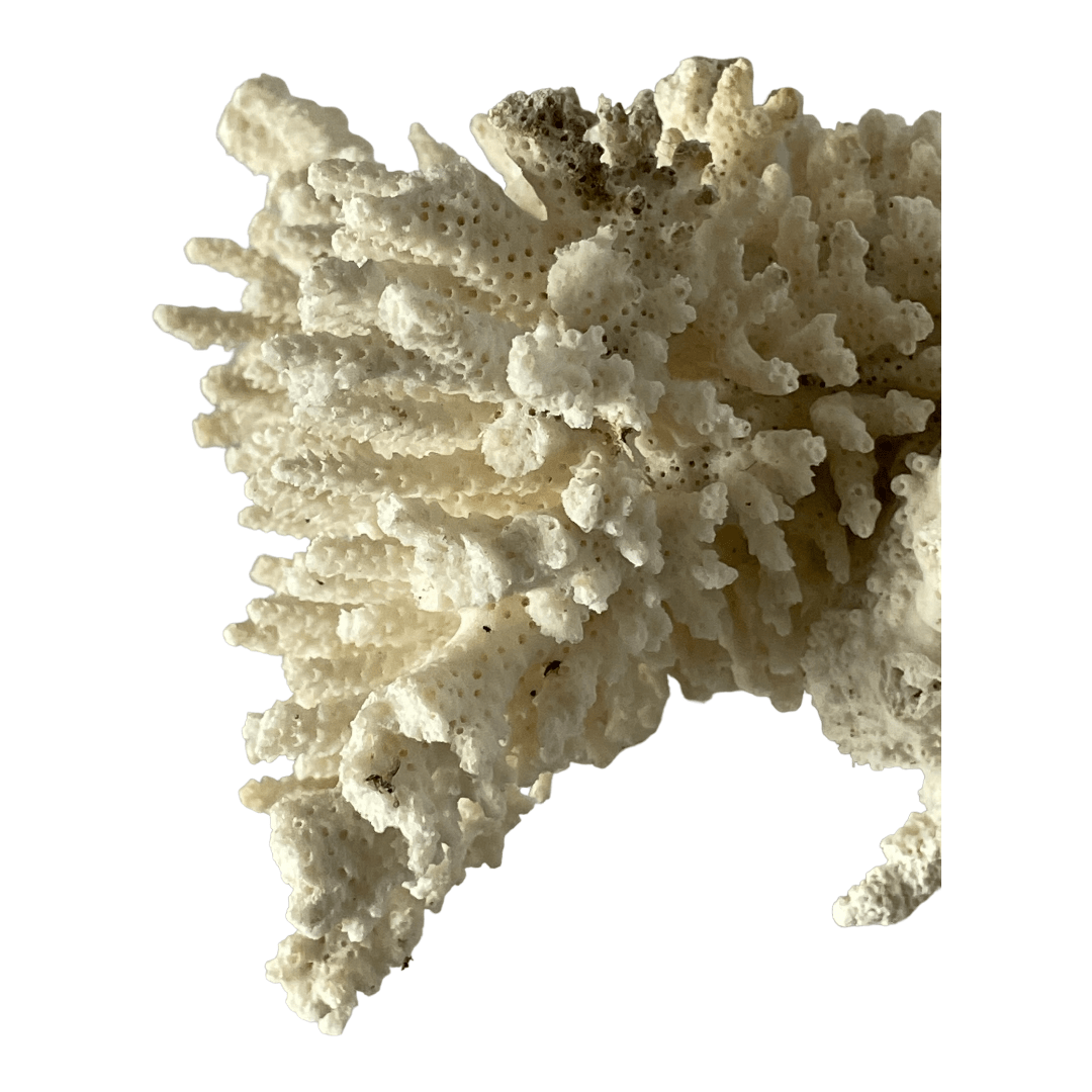 Grand morceau de corail blanc vintage – Image 6