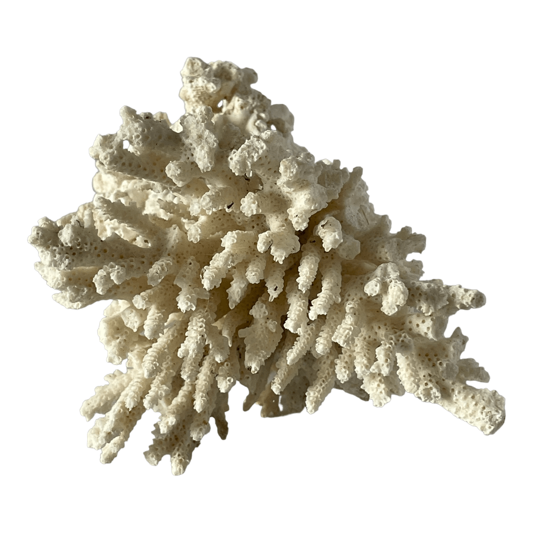 Grand morceau de corail blanc vintage – Image 5