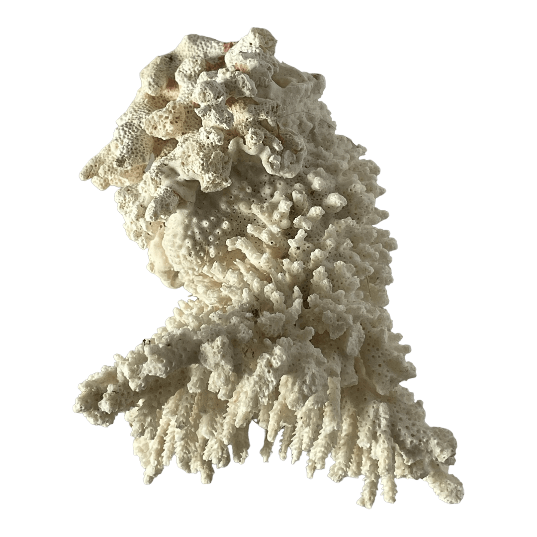 Grand morceau de corail blanc vintage – Image 4