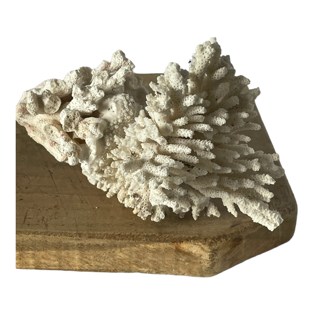 Grand morceau de corail blanc vintage – Image 3