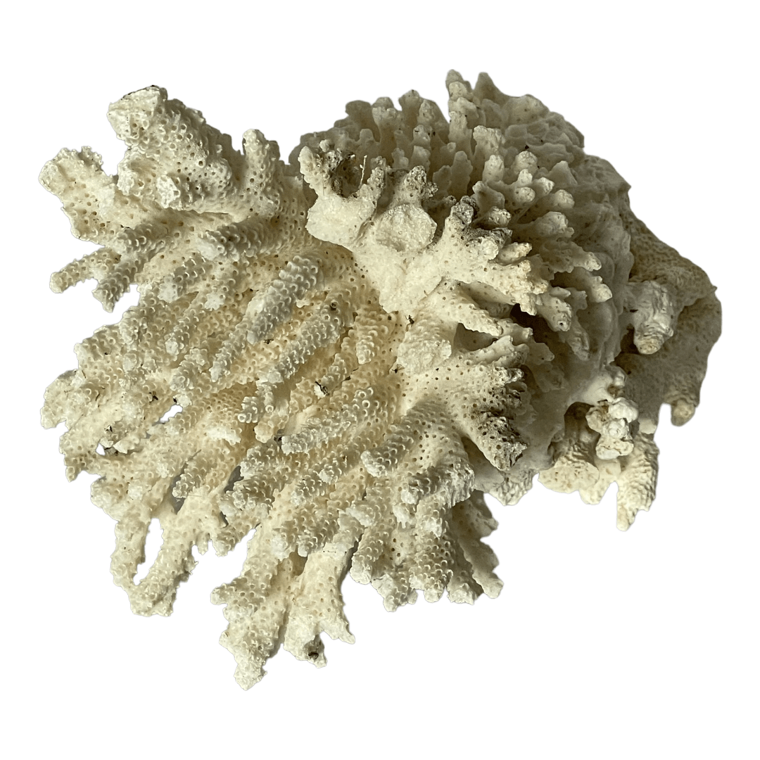 Grand morceau de corail blanc vintage – Image 2