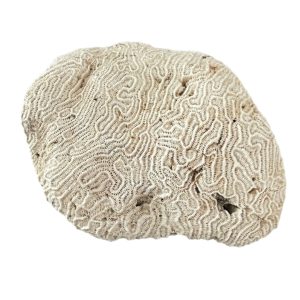 corail véritable vintage cerveau de Neptune brocante en ligne