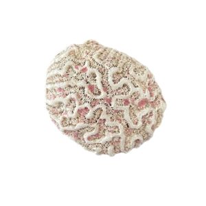 corail véritable vintage cerveau de Neptune brocante en ligne
