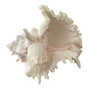 Grand coquillage vintage Murex